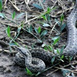 serpent 150x150 Conscient / Inconscient, une réalité physiologique ?